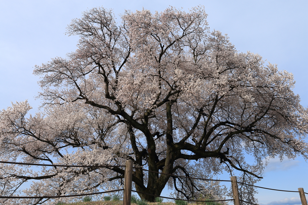 わに塚の一本桜