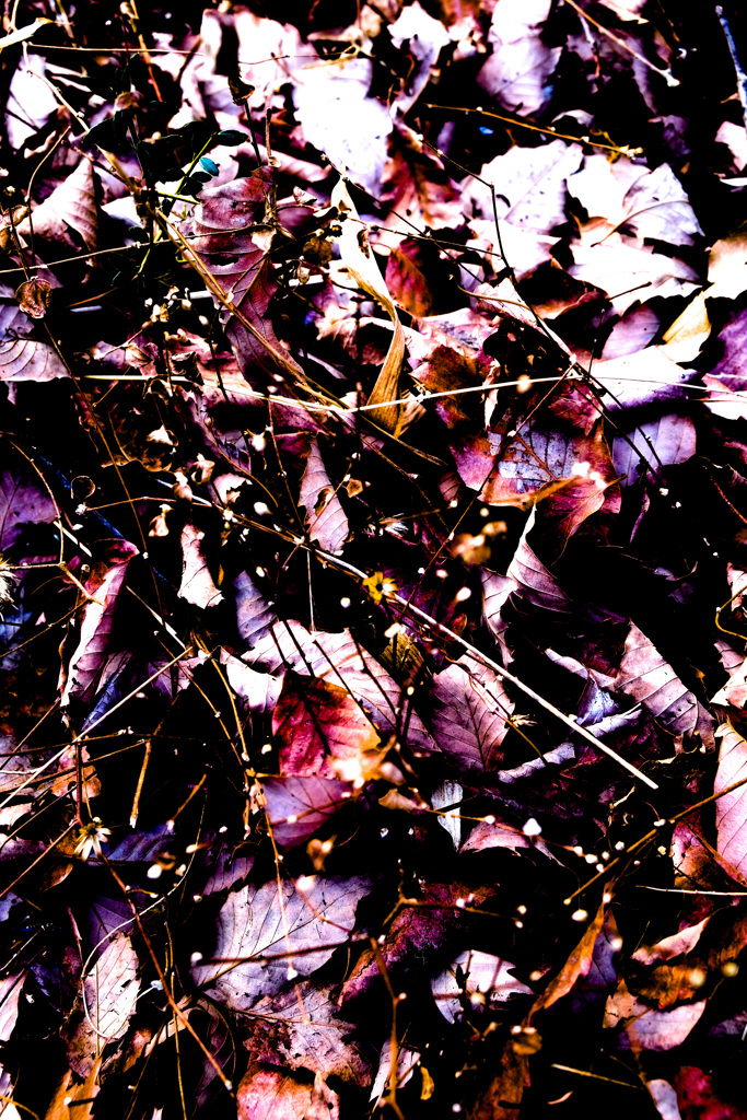 79F5E465-4A0F-4A44-B0E7-82199DD53F99