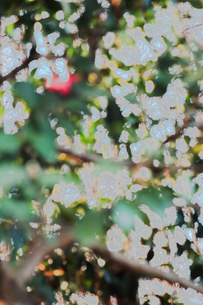 1BE2DD45-822D-4E1D-A551-2E1C0B418250