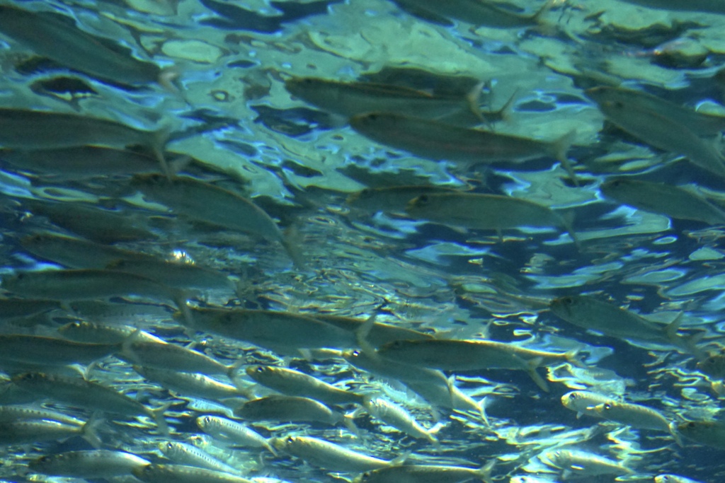 水族館