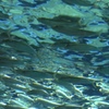 水族館