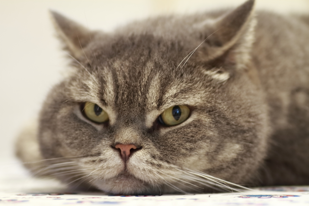 いえねこ