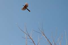 何かの鳥