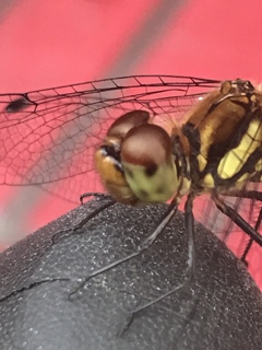 AE1F2B57-2CC9-4720-BC21-F39DA85AE3ED