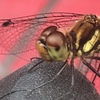 AE1F2B57-2CC9-4720-BC21-F39DA85AE3ED