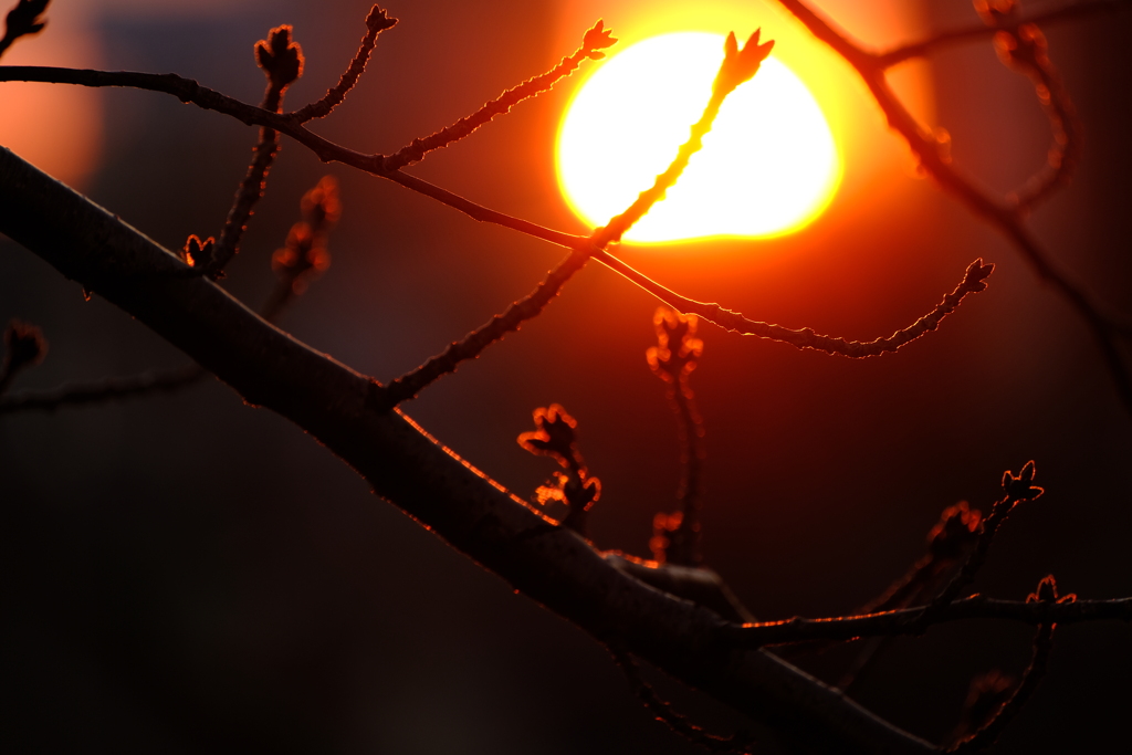 夕日と桜