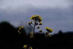 菜の花