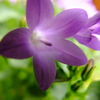 紫の花