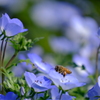 ネモフィラと蜜蜂