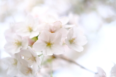 Sakura2