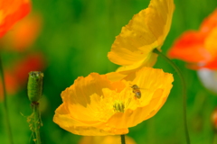 春の花