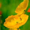 春の花