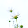 花２