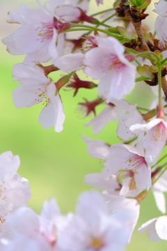 Sakura