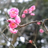 梅の季節３