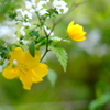 春の花