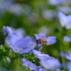ネモフィラと蜜蜂