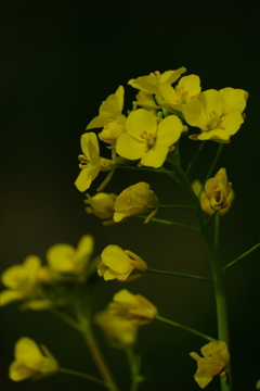 菜の花