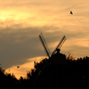 夕焼けの烏