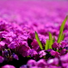 芝桜