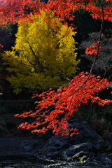 秋　彩り