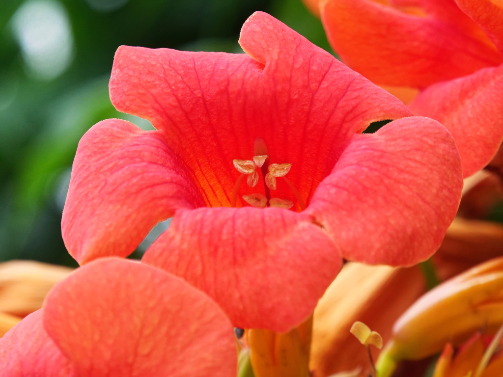 ノウゼンカズラ＿3