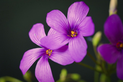 雑草の花　名前がわかりません。