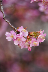 春が来た！　河津桜＿３