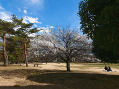 公園の梅林＿６