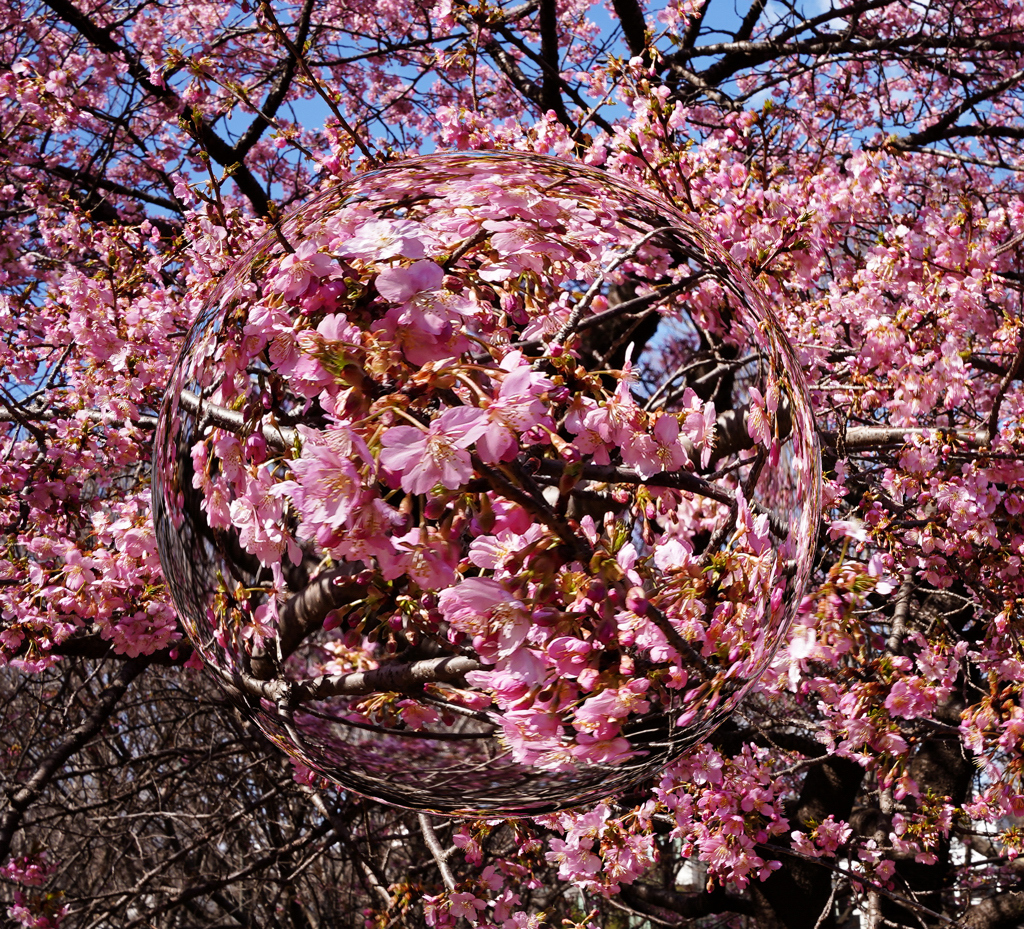 春が来た！　河津桜＿１