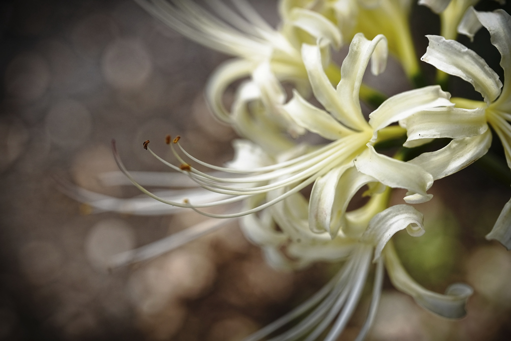 ヒガンバナ＿３