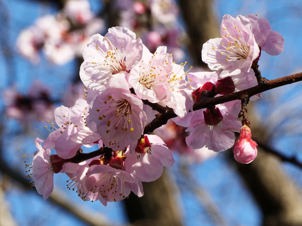 満開　カンザクラ？