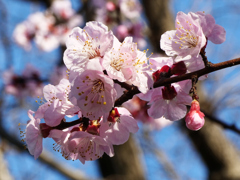 満開　カンザクラ？