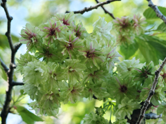 御衣黄桜
