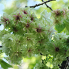 御衣黄桜