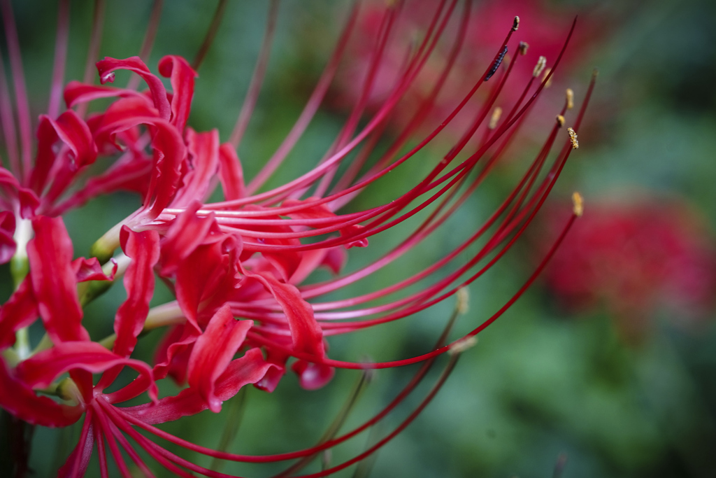 ヒガンバナ（赤）＿１