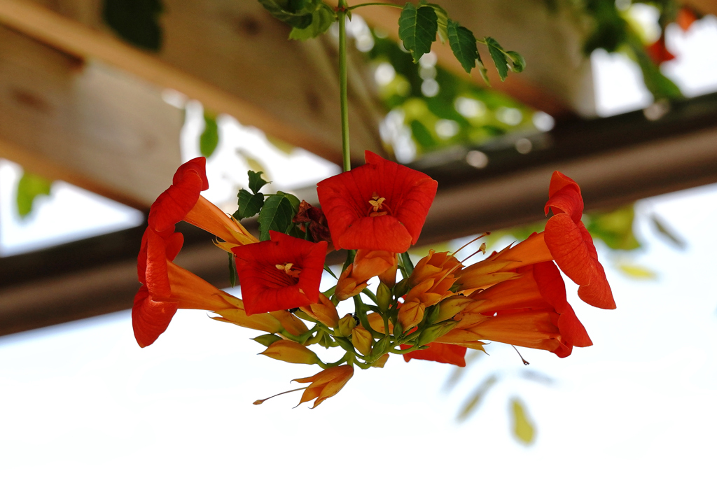 ノウゼンカズラ＿２