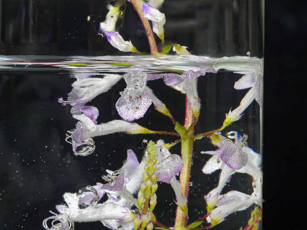 水中花