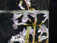 水中花