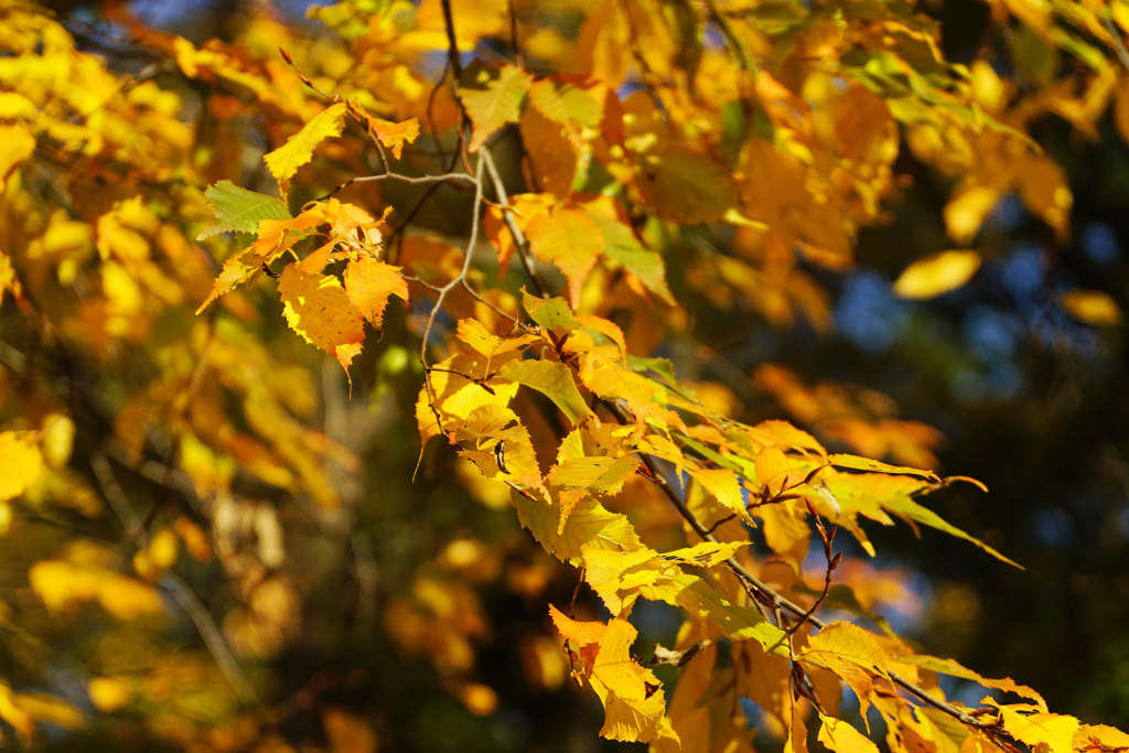 秋たけなわ＿３