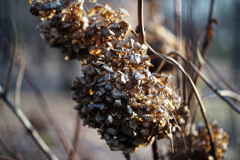 アジサイのなれの果て