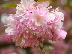 八重桜＿３