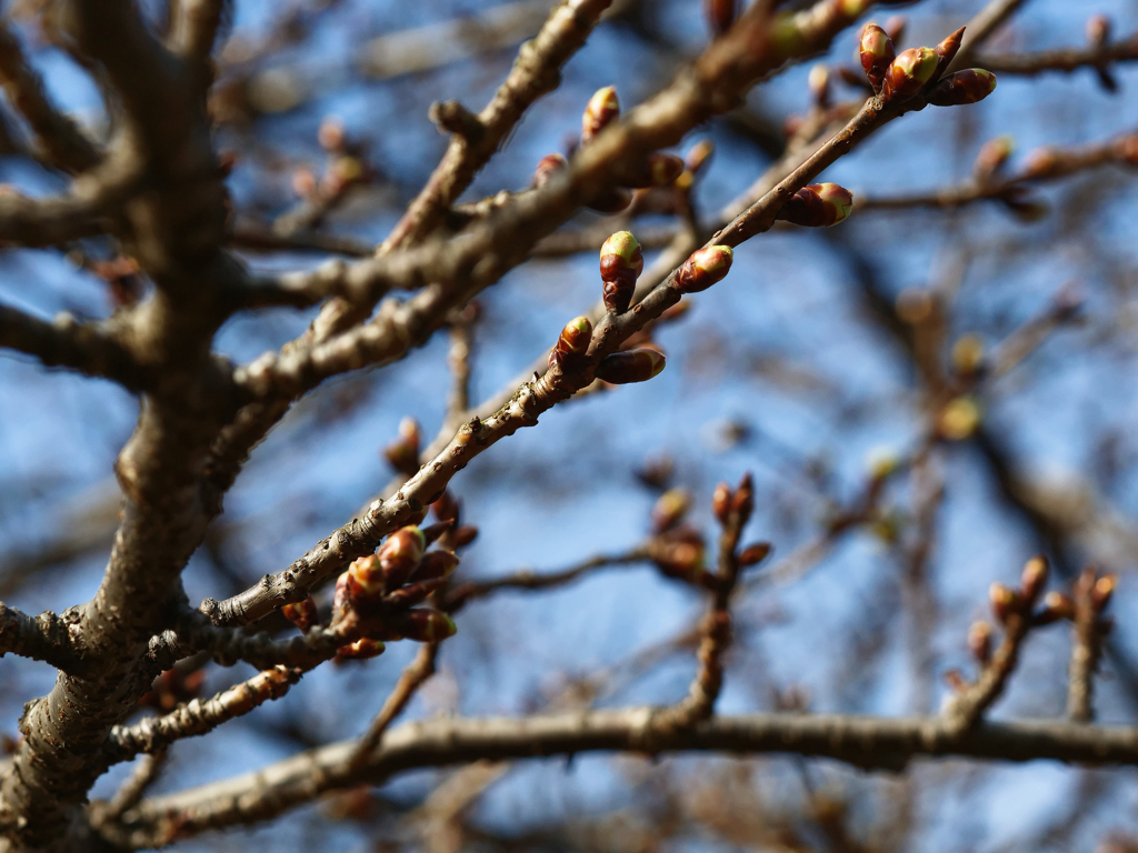 冬来たりなば春遠からじ　カワヅザクラ