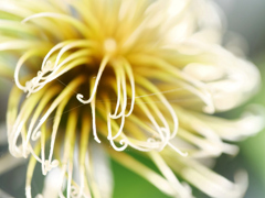 花芯