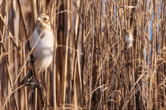 オオジュリン？