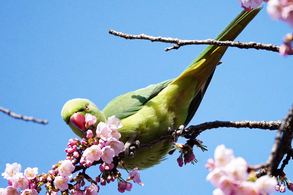 ワカケホンセイインコ