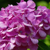 季節の花＿5