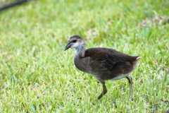 バン幼鳥