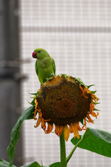 ワカケホンセイインコ