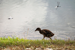 バン幼鳥とトンボ